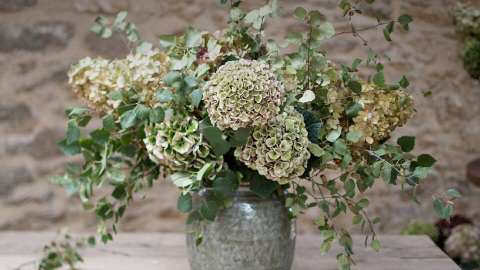 torkad hortensia